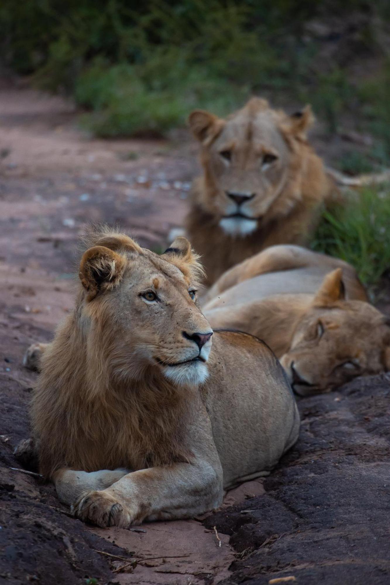 Senalala Safari Lodge Klaserie Private Nature Reserve Zewnętrze zdjęcie